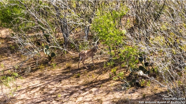 Listing photo id 1 for 000 Cr 124  