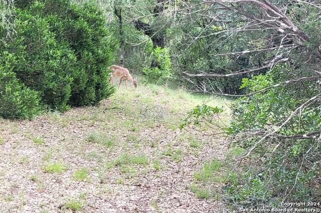 Image 3 of 13 For Lot 270 Forest Clfs