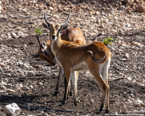 Image 42 of 52 For 225 Arrowhead Lane