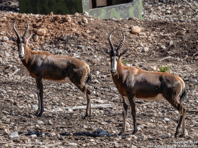 Image 43 of 52 For 225 Arrowhead Lane