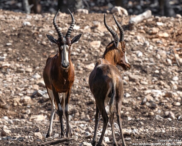 Image 44 of 52 For 225 Arrowhead Lane