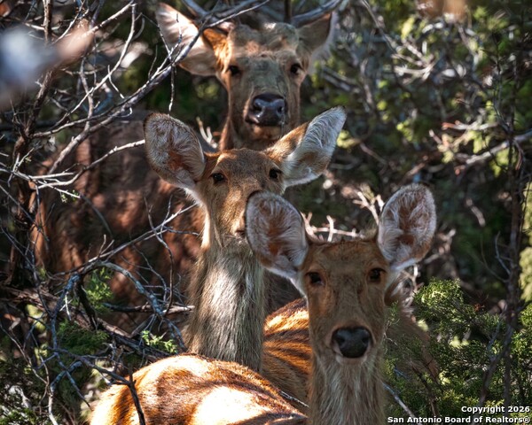 Image 46 of 52 For 225 Arrowhead Lane