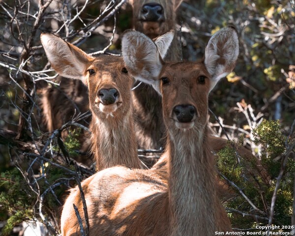 Image 47 of 52 For 225 Arrowhead Lane