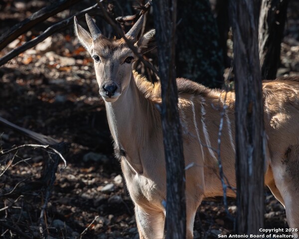 Image 48 of 52 For 225 Arrowhead Lane
