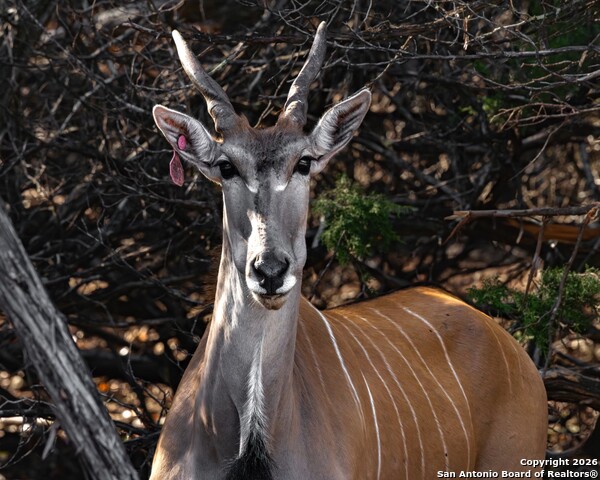 Image 49 of 52 For 225 Arrowhead Lane