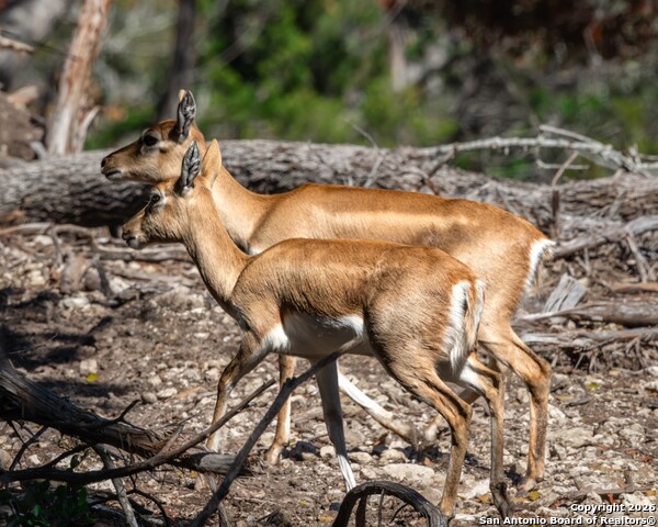 Image 50 of 52 For 225 Arrowhead Lane