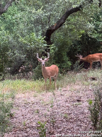 Image 32 of 32 For 860 Rayner Ranch