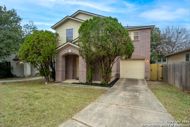 Image 28 of 28 For 2323 Boxer Palm