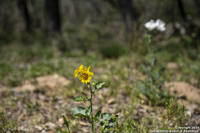 Image 36 of 37 For 2721 County Road 770