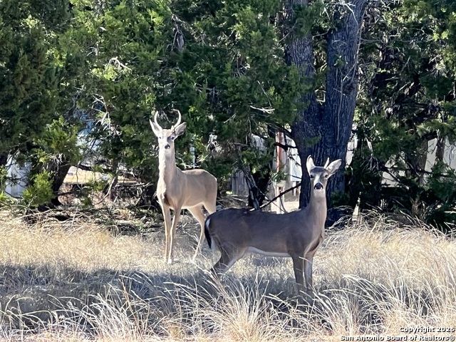 Image 3 of 9 For Lot 44 Pr 1508