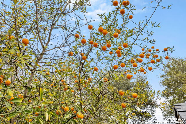 Image 23 of 25 For 7403 Concerto