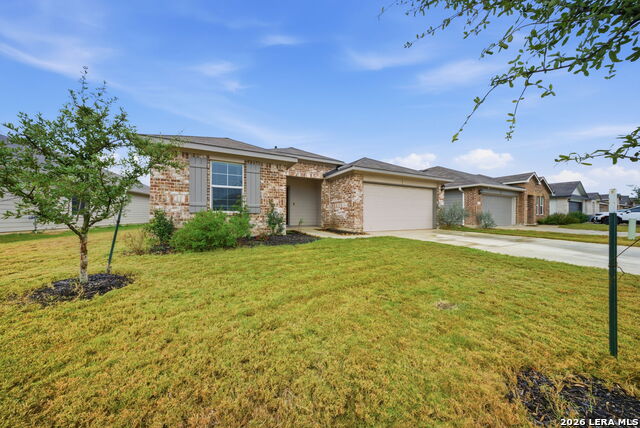 Image 2 of 52 For 323 Elephants Ear