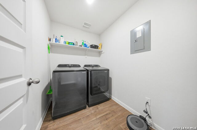 Image 24 of 52 For 323 Elephants Ear