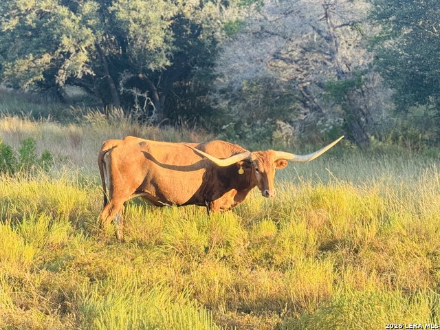 Image 5 of 6 For Lot 1 Purple Sage