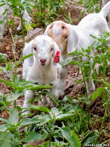 Image 29 of 40 For 140 Guadalupe Ranch