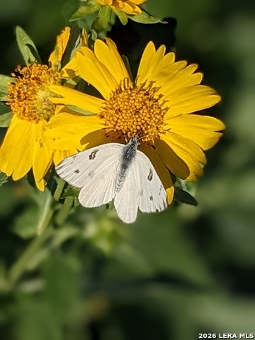 Image 31 of 40 For 140 Guadalupe Ranch