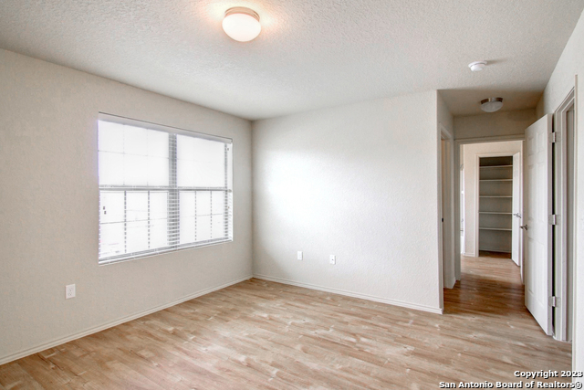 Image 16 of 17 For 7531 Spanish Dagger