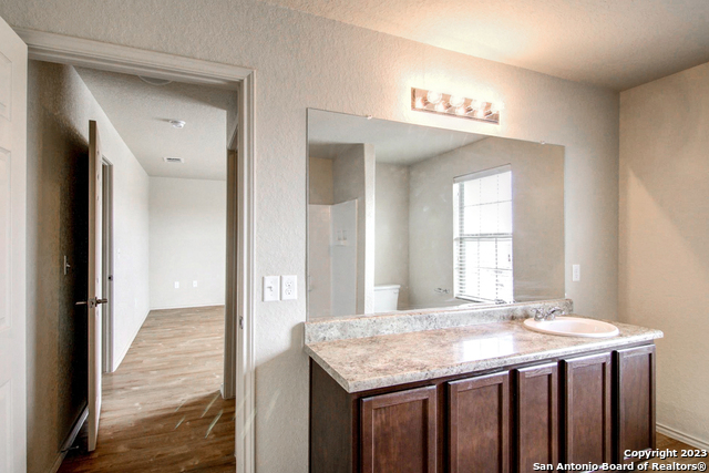 Image 17 of 17 For 7531 Spanish Dagger