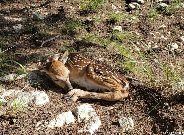 Image 14 of 17 For 2339 Triple Peak