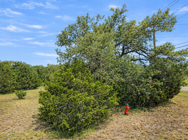 Image 5 of 5 For 210 Coneflower