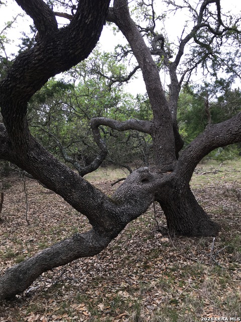 Image 3 of 15 For 106 Ulmus