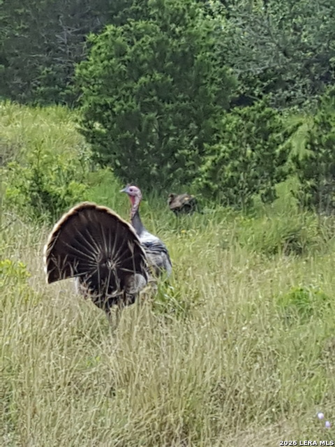 Image 42 of 49 For 1041 Mystic Breeze