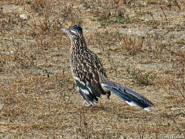 Image 47 of 49 For 1041 Mystic Breeze