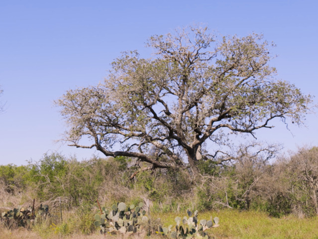 Image 3 of 22 For 137 Cr 2644  