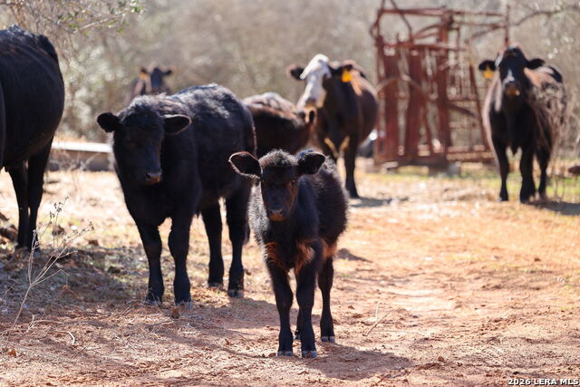 Details for 1895 County Road 448, Stockdale, TX 78160