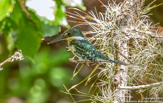 Image 63 of 63 For 281 Roaring Springs
