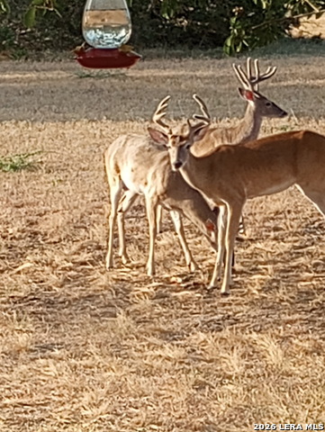 Image 19 of 25 For 31910 Blanco