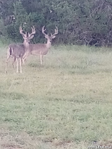 Image 20 of 25 For 31910 Blanco