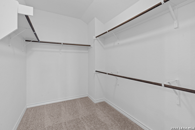 Image 31 of 34 For 4851 Conch Shell