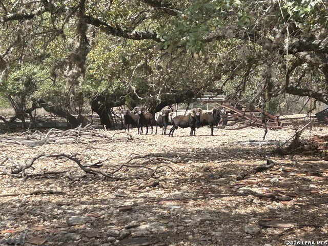 Image 10 of 30 For 18810 Bandera