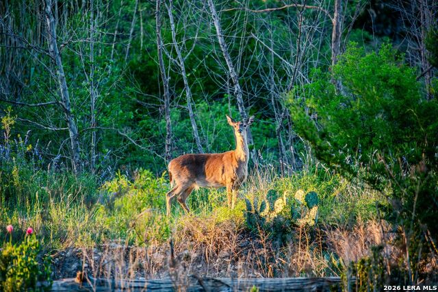Listing photo id 5 for 567 Bear Creek Road