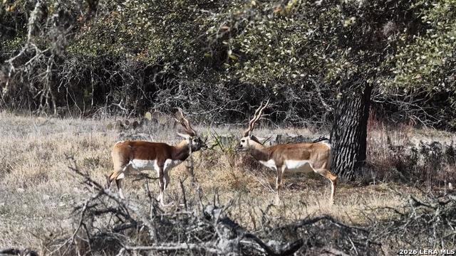 Image 62 of 66 For 2587 Falling Oak