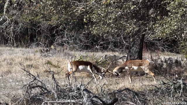 Image 63 of 66 For 2587 Falling Oak
