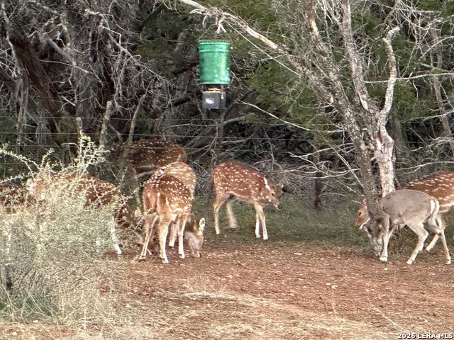 Image 32 of 34 For 175 Pine Tree
