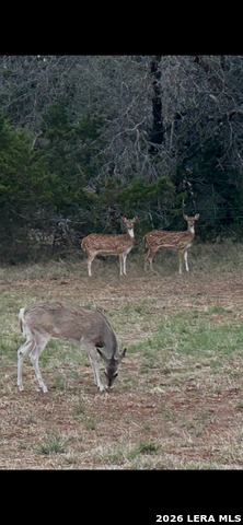 Image 34 of 34 For 175 Pine Tree