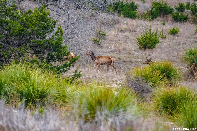 Image 10 of 23 For 496 Red Stag