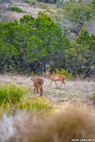 Image 11 of 23 For 496 Red Stag