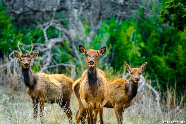 Image 14 of 23 For 496 Red Stag