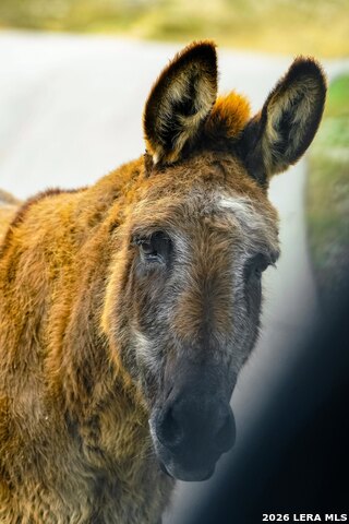 Image 15 of 23 For 496 Red Stag