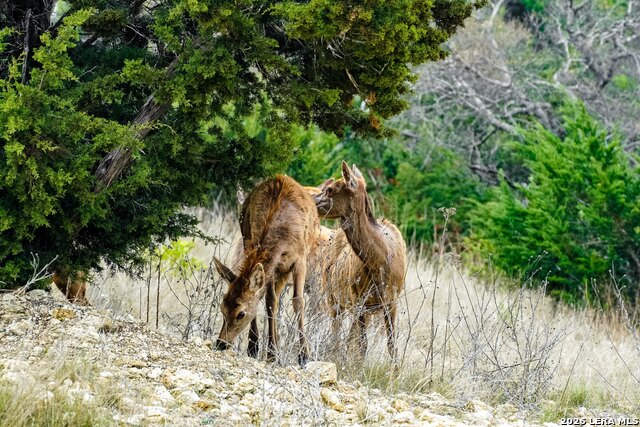 Image 16 of 23 For 496 Red Stag