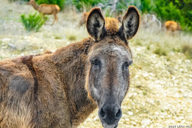 Image 17 of 23 For 496 Red Stag