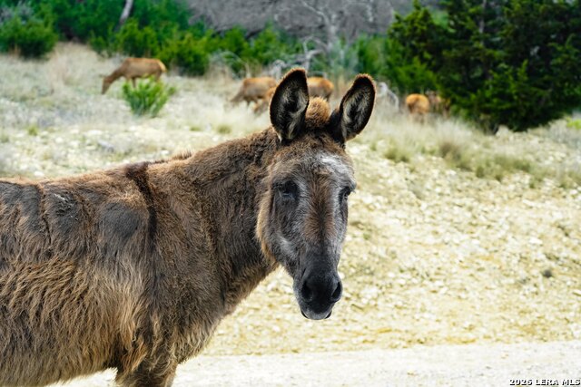 Image 18 of 23 For 496 Red Stag