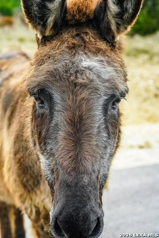 Image 22 of 23 For 496 Red Stag