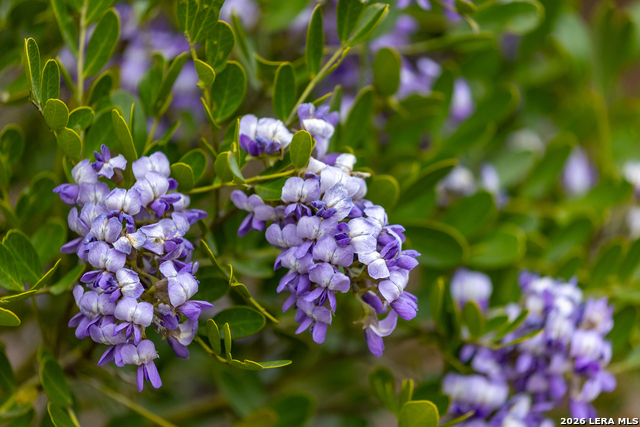 Image 50 of 53 For 430 Frio Canyon