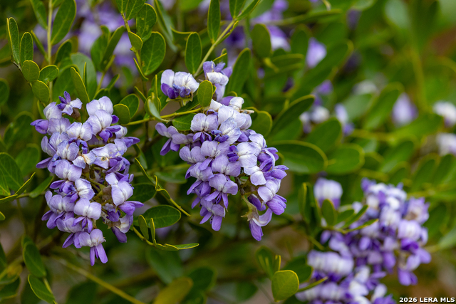 Image 51 of 53 For 430 Frio Canyon