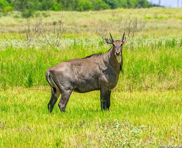 Details for Tbd Zinnia Road, Lyford, TX 78580